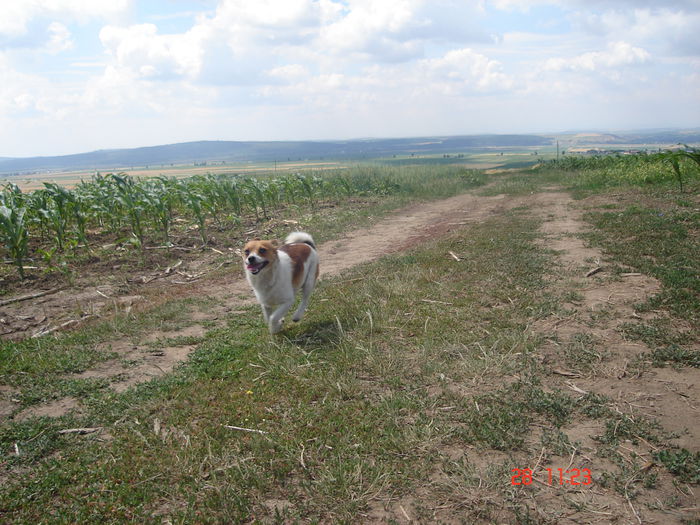 Băsel - Base si Betty