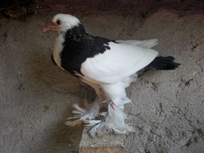 metis gusat; IMG_20150627_160112
