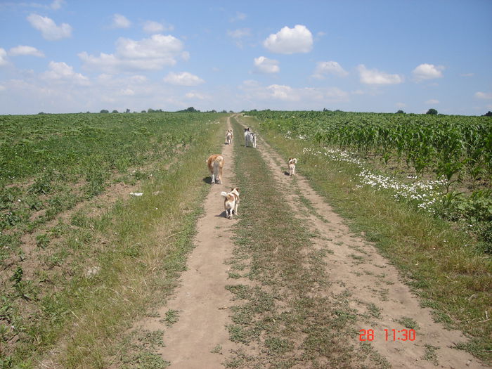 Gaşca spre casă - Animalutele mele