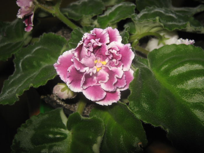 Picture My plants 3892