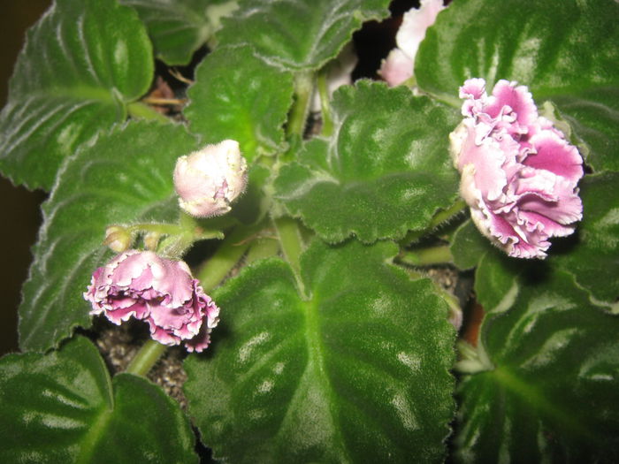 Picture My plants 3893