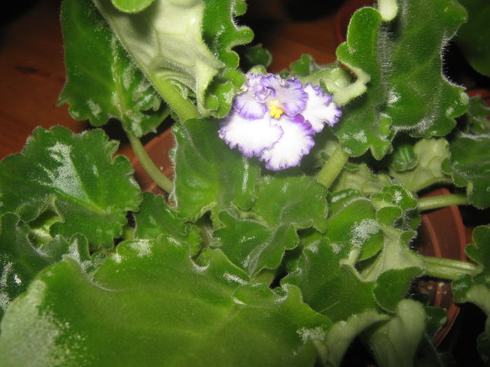 Picture My plants 3897