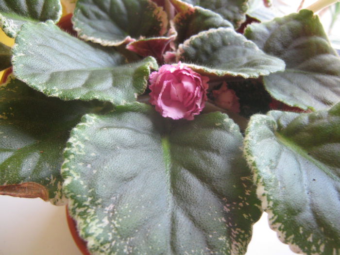 Picture My plants 3899