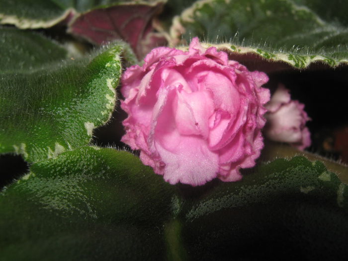Picture My plants 3901