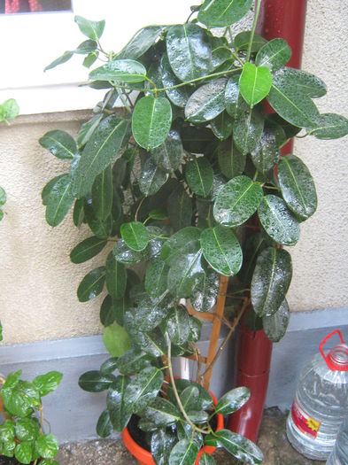 Picture My plants 3907 - Stephanotis