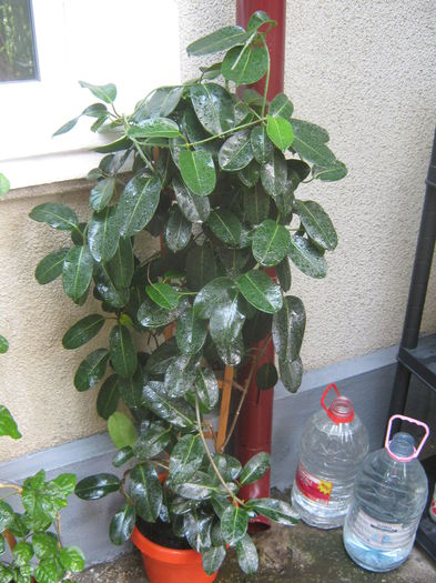 Picture My plants 3908 - Stephanotis