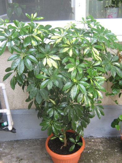 Picture My plants 3902 - Scheflera variegata