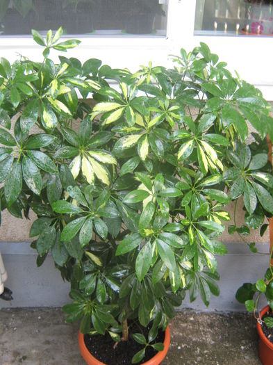 Picture My plants 3903 - Scheflera variegata