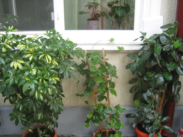 Picture My plants 3910 - Scheflera variegata
