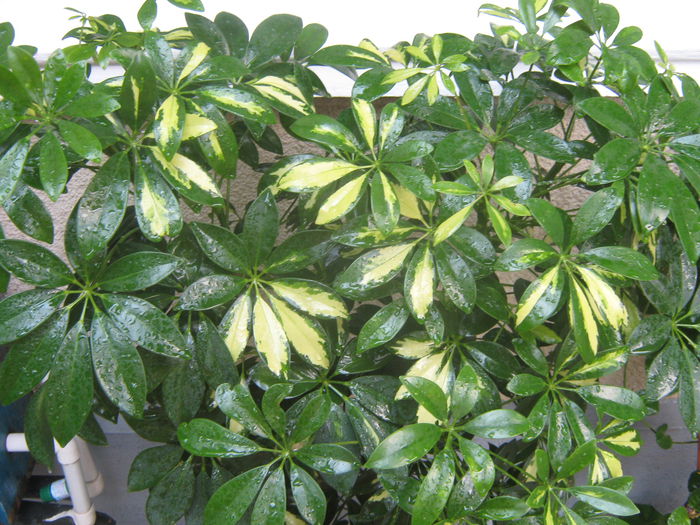 Picture My plants 3904 - Scheflera variegata