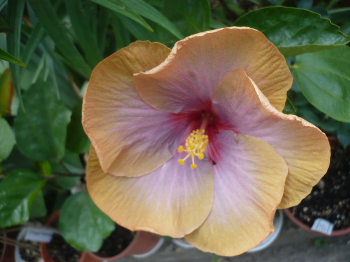 Tahitian Lavender Storm