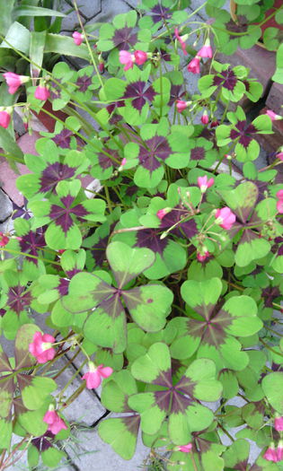 IMG_20150628_095405[1] - oxalis