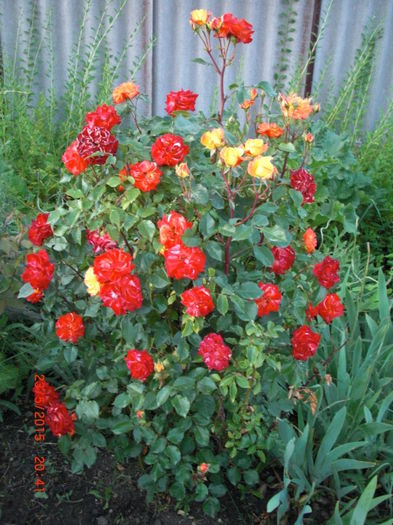 trandafiri inflacarati1 - Gradina Casa si Plante Rare sau Deosebite pentru Sanatate2