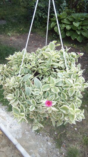 Floare de gheata - Floare de gheata- Aptenia Variegata-Livingstone Daisy