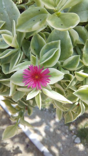 2 - Floare de gheata- Aptenia Variegata-Livingstone Daisy
