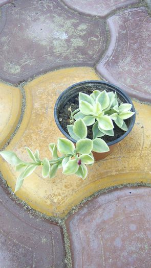4 - Floare de gheata- Aptenia Variegata-Livingstone Daisy