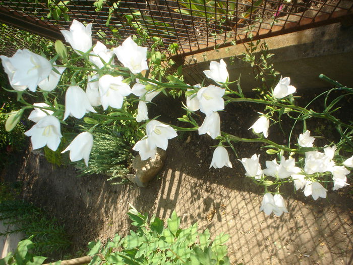 campanula