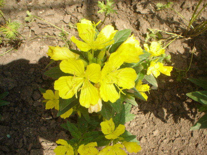 oenothera - FLORILE DIN CURTEA CASEI 2015