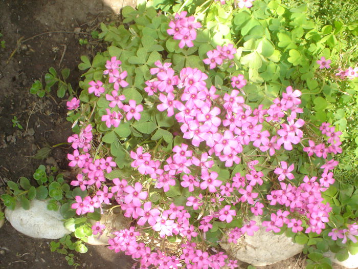 oxalis - FLORILE DIN CURTEA CASEI 2015