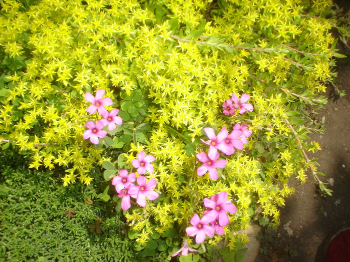 sedum si oxalis - FLORILE DIN CURTEA CASEI 2015