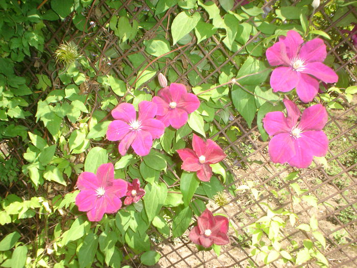 clematis  rouge cardinal - FLORILE DIN CURTEA CASEI 2015