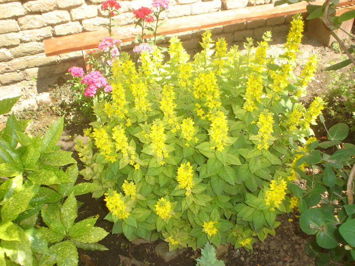 lysimachia - FLORILE DIN CURTEA CASEI 2015