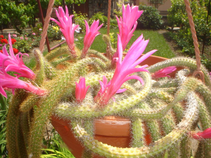 cactus - FLORILE DIN CURTEA CASEI 2015