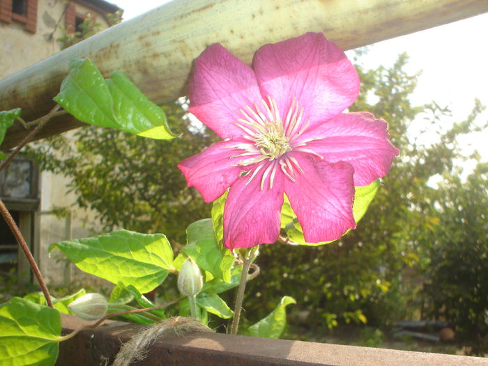 clematis ville de Lyon