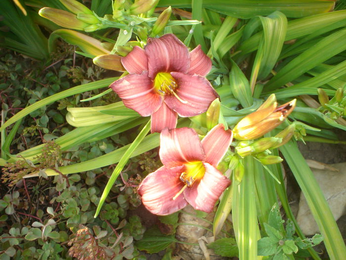 hemerocallis