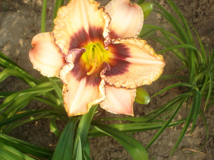 hemerocallis - FLORILE DIN CURTEA CASEI 2015