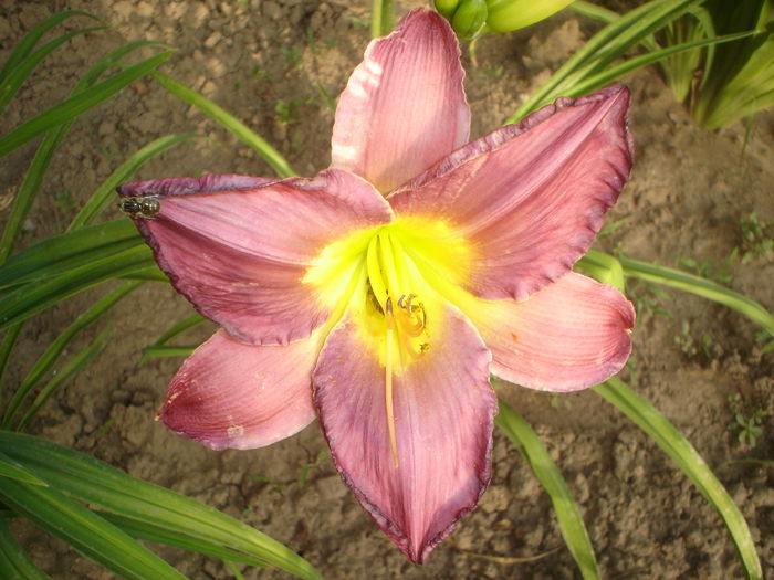 hemerocallis