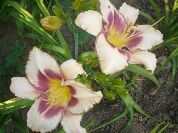 hemerocallis