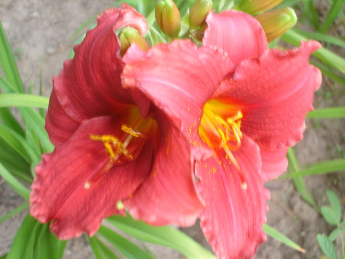 hemerocallis