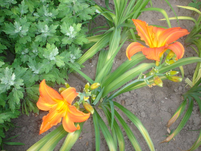 hemerocallis - FLORILE DIN CURTEA CASEI 2015