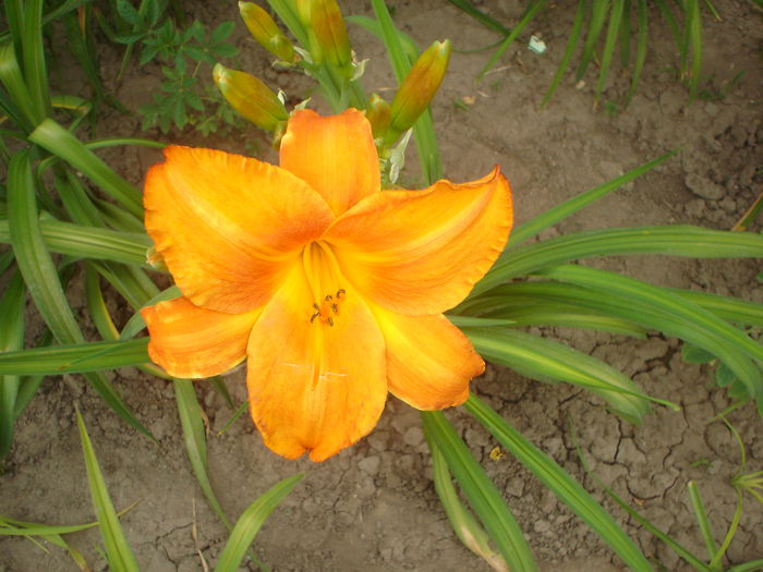 hemerocallis - FLORILE DIN CURTEA CASEI 2015