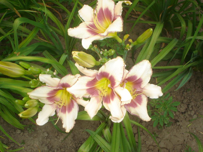 hemerocallis