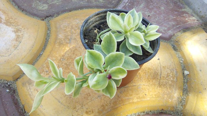 Floare de gheata - Floare de gheata-Aptenia Cordifolia