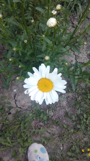 margarete - Margarete-Leucanthemum Vulgare