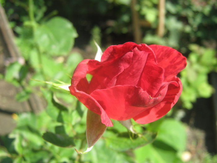 Picture My plants 3870 - Trandafiri 2015