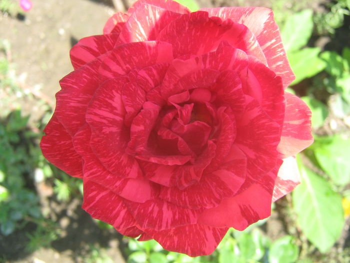 Picture My plants 3871