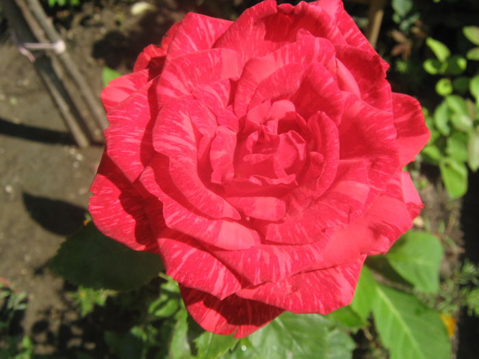 Picture My plants 3872