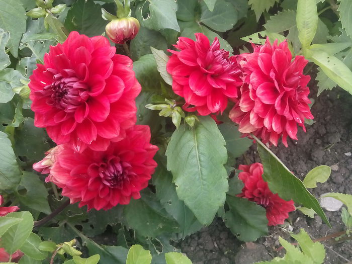 IMG_20150627_151701 - 2015 Flori in  gradina