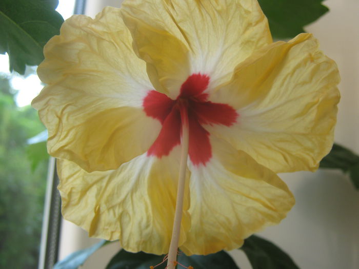 Picture My plants 3863