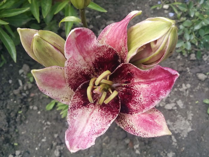 IMG_20150628_144745 - 2015 Crini