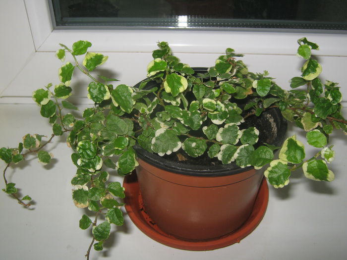 Ficus pumila - Flori 2015