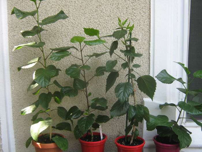 Picture My plants 3915 - Flori 2015