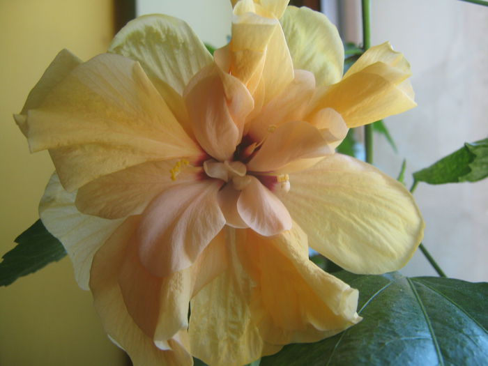 Classic orange - Flori 2015