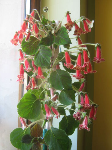 Picture My plants 3791 - Flori 2015