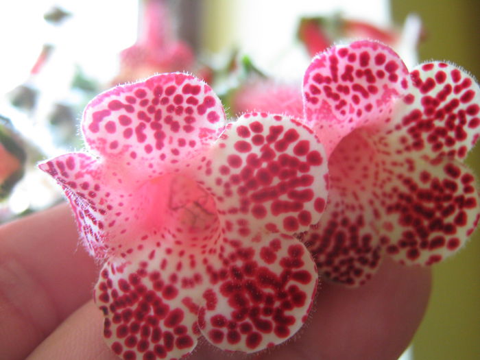 Kohleria Bibi - Flori 2015