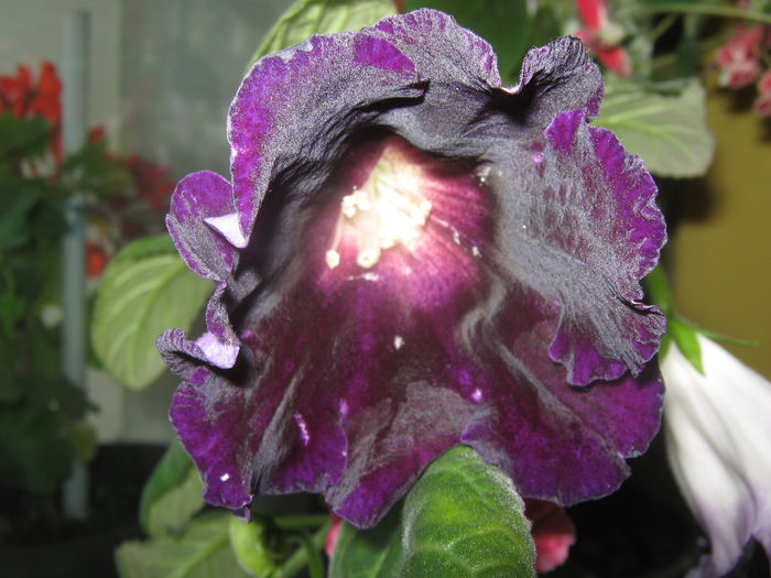 Gloxinia - Flori 2015
